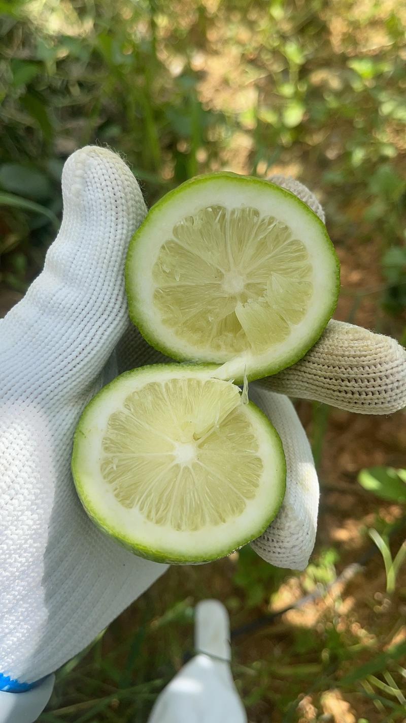 【香水柠檬】广东柠檬新鲜采摘绿色安全价格优惠一手货源