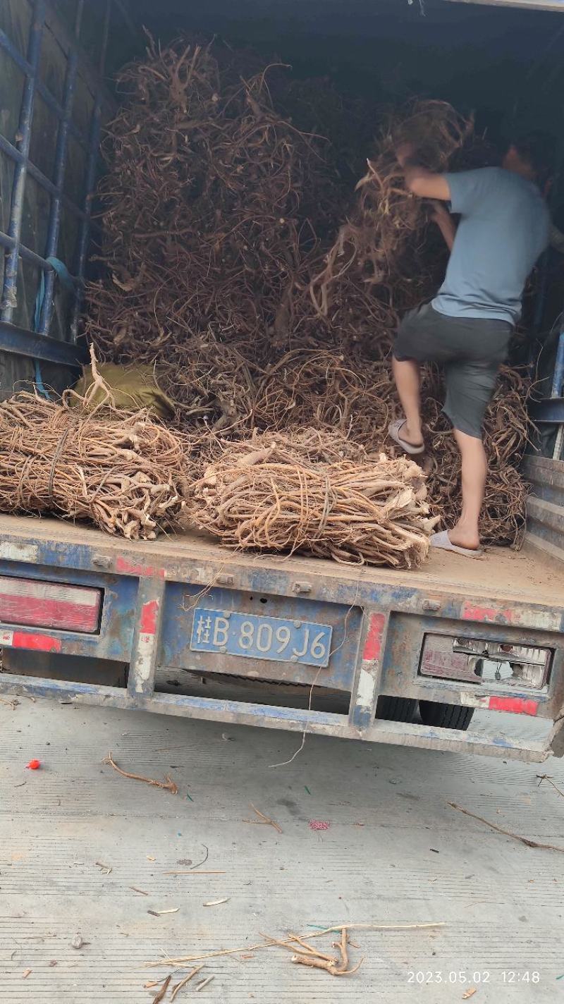 新鲜野生小叶五指毛桃，互惠互利，合作共赢。