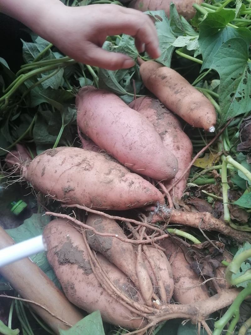 龙薯九河南开封沙地红薯大量上市货源充足长期供货