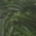 西安本地产优质水果秋葵