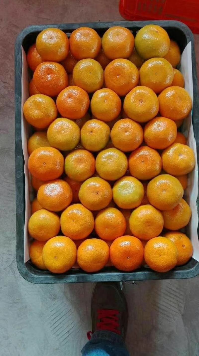 【荐】云南蜜橘玉溪特早蜜橘高山蜜橘货源充足量大从优欢迎来电