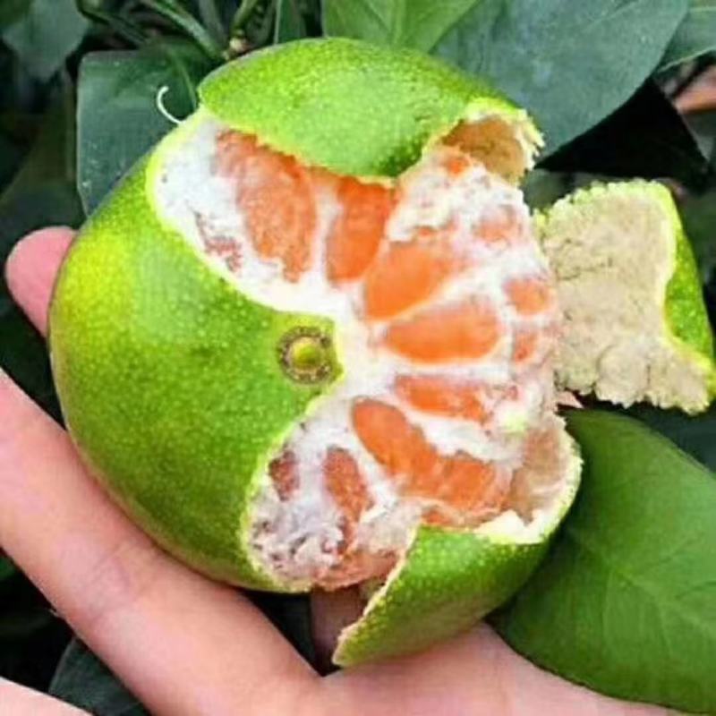 【荐】云南蜜橘玉溪特早蜜橘高山蜜橘货源充足量大从优欢迎来电