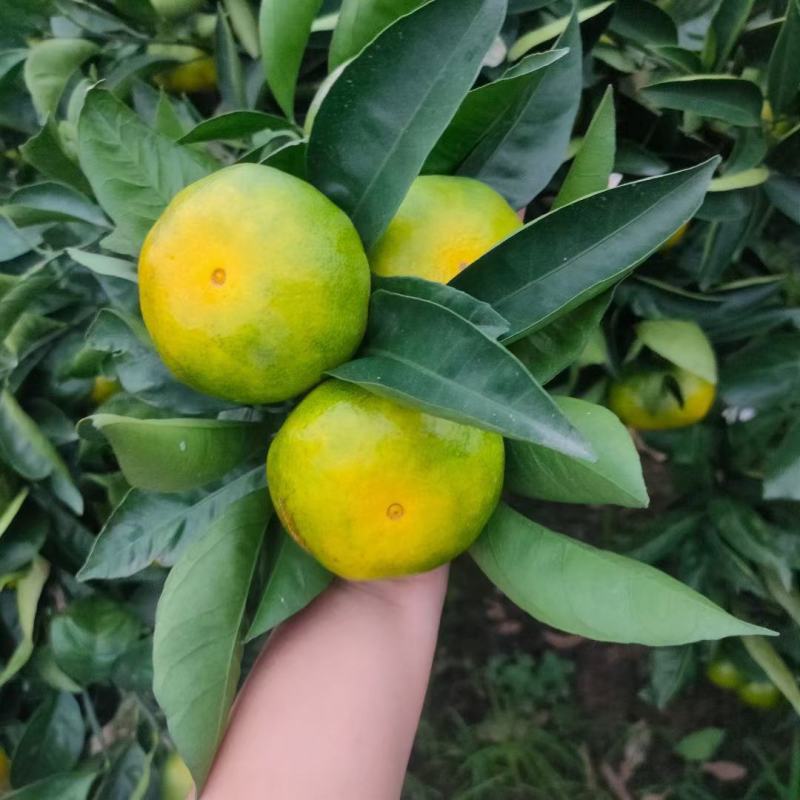 【荐】云南蜜橘玉溪特早蜜橘高山蜜橘货源充足量大从优欢迎来电