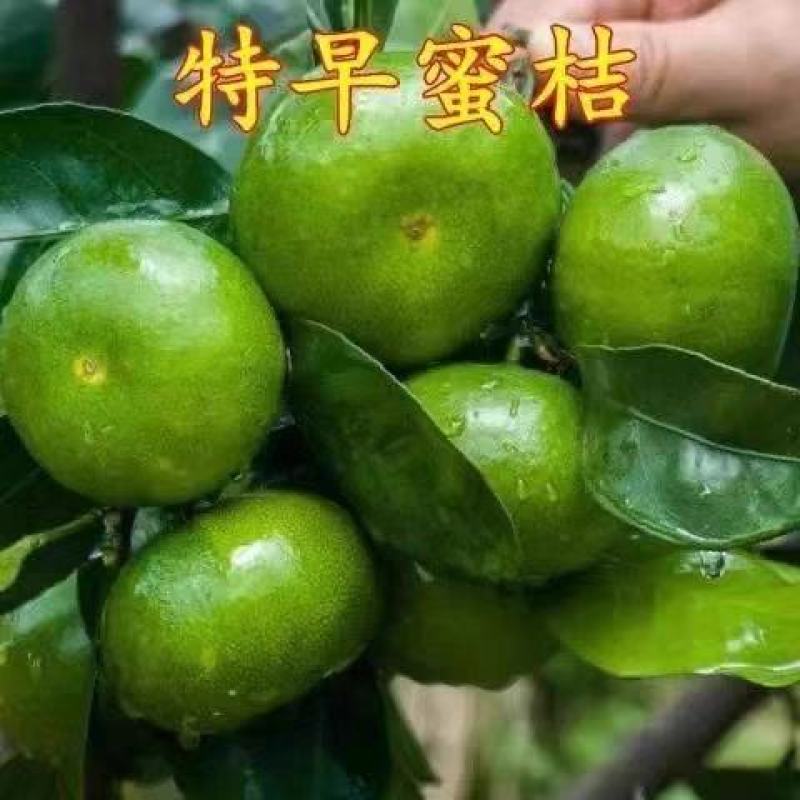【代发全国】精品云南高山蜜橘大量供应品质保障质优价