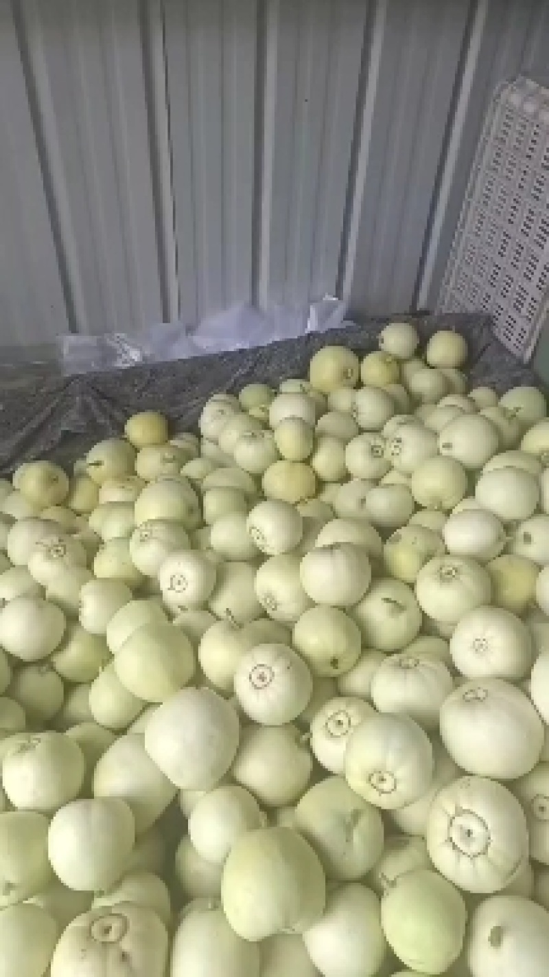 美浓香瓜