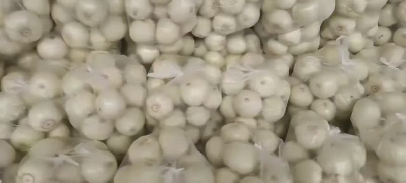 美浓香瓜