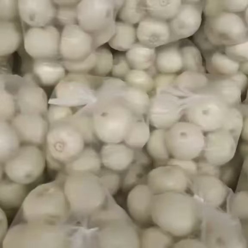 美浓香瓜