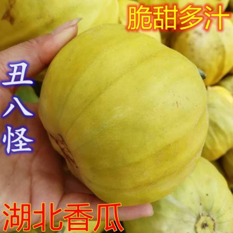 【推荐】湖北精品丑八怪香瓜香甜爆汁现摘现发产地批发
