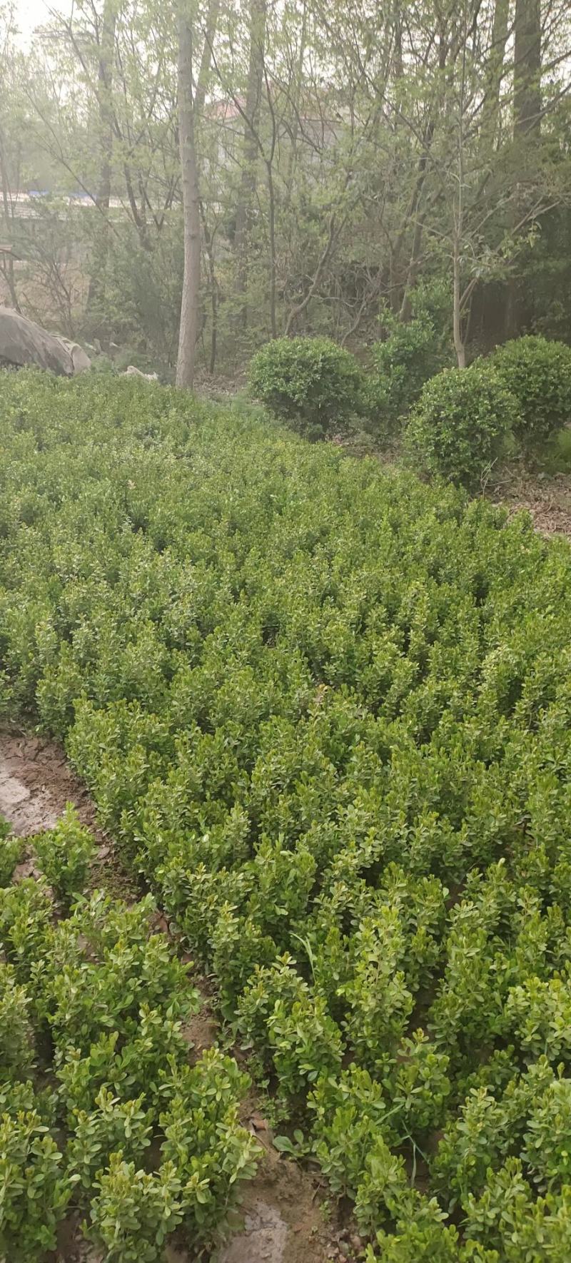 江苏沭阳本地小叶黄杨篱产地直销保质保量量大从优！