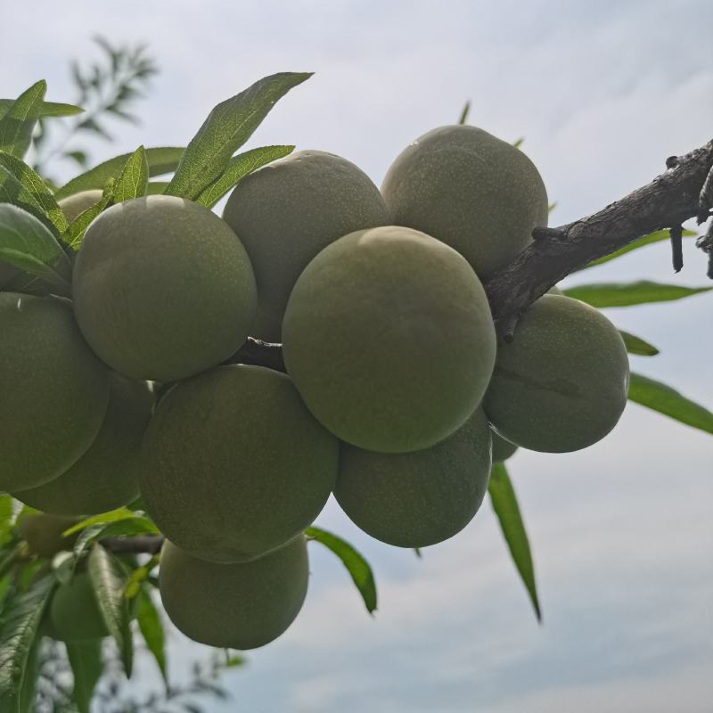 蜂糖李大量上市，口感脆甜，个头均匀，糖度高，价格优惠