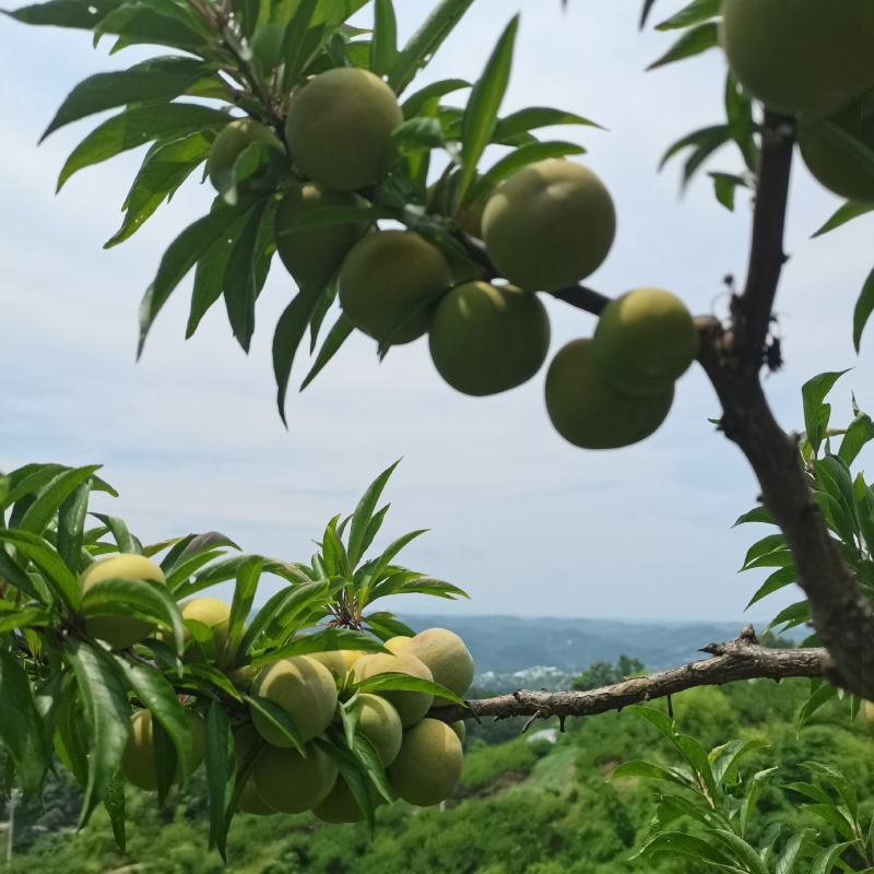 蜂糖李大量上市，口感脆甜，个头均匀，糖度高，价格优惠