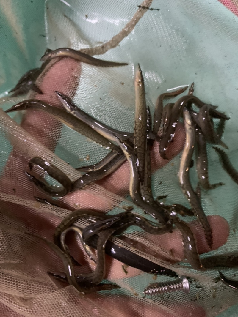 刺鳅鱼苗