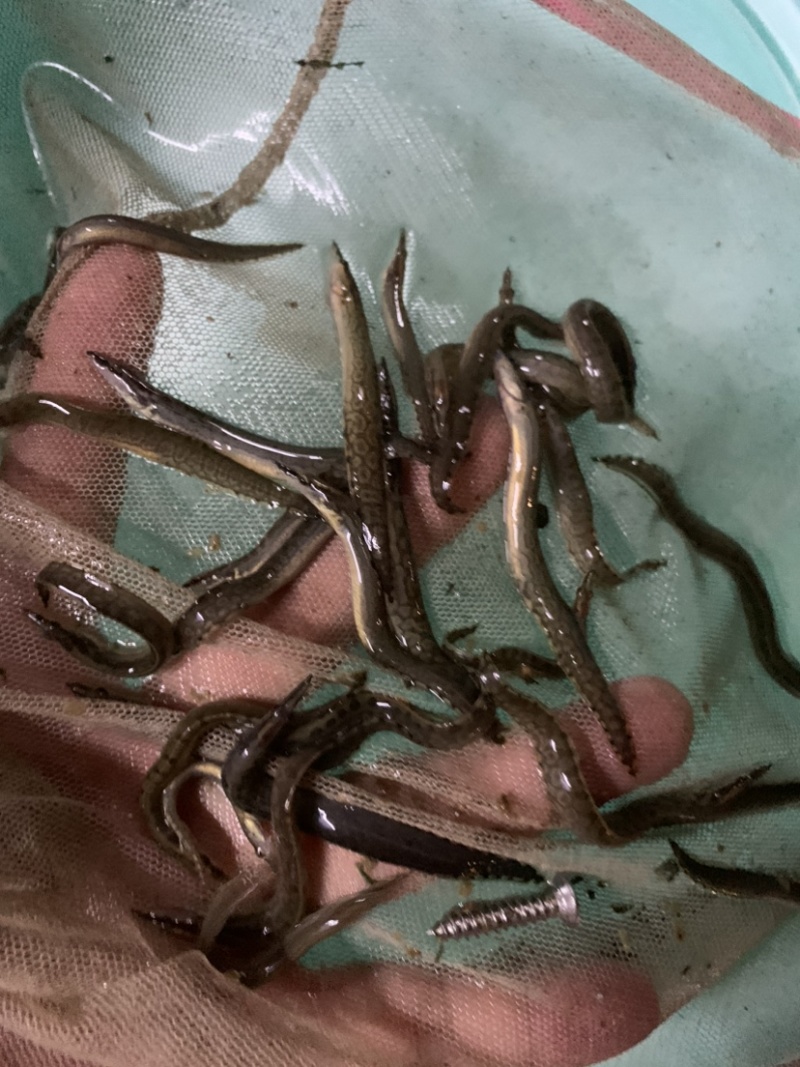 刺鳅鱼苗