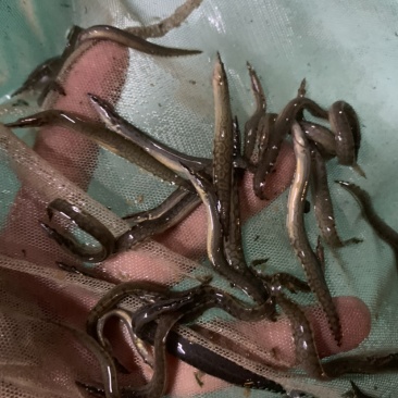 刺鳅鱼苗