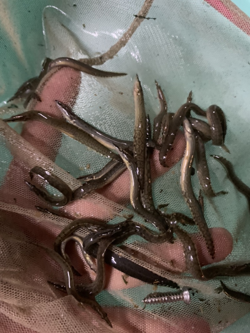 刺鳅鱼苗