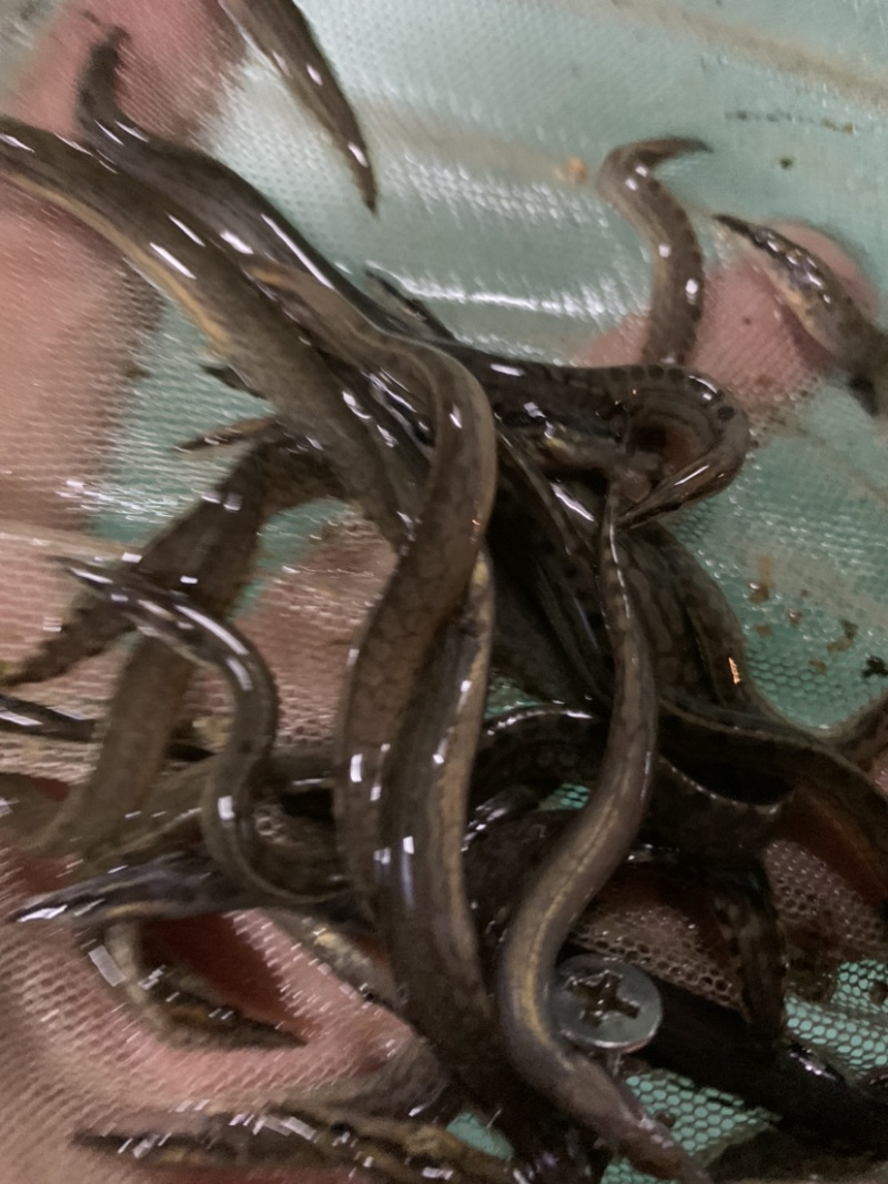 刺鳅鱼苗