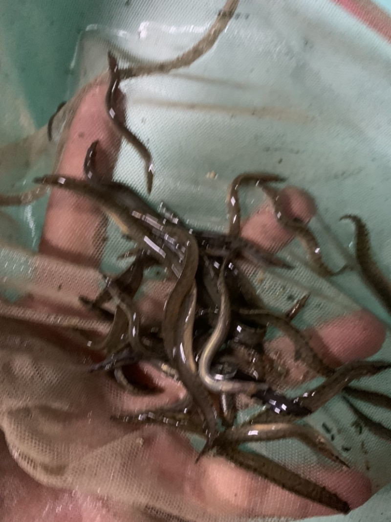 刺鳅鱼苗