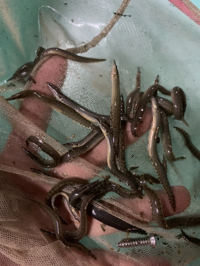 刺鳅鱼苗
