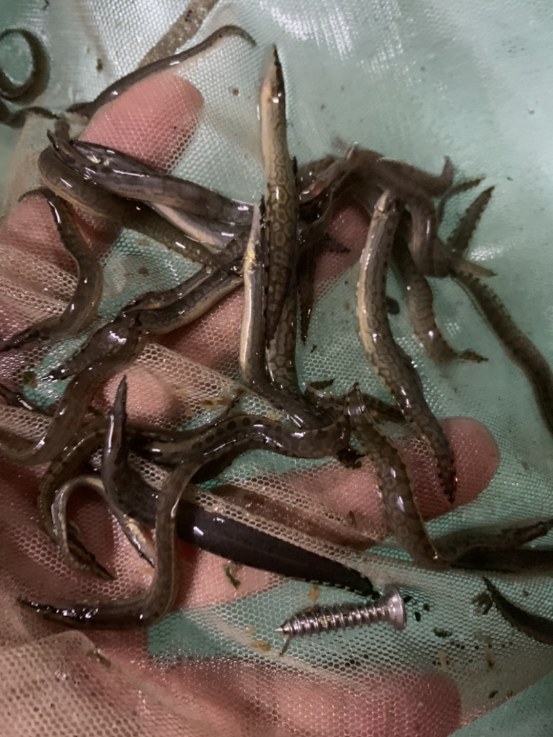 刺鳅鱼苗