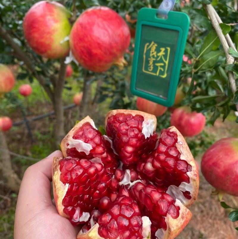 突尼斯软籽石榴，超市市场，社团，电商，落地配完整供应链。