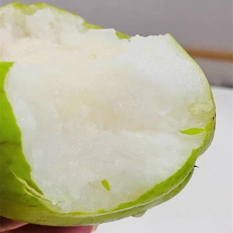 苏翠梨一号