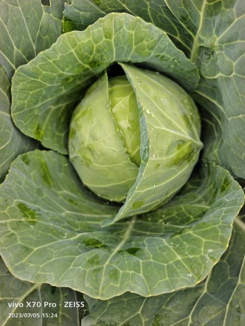 铁头