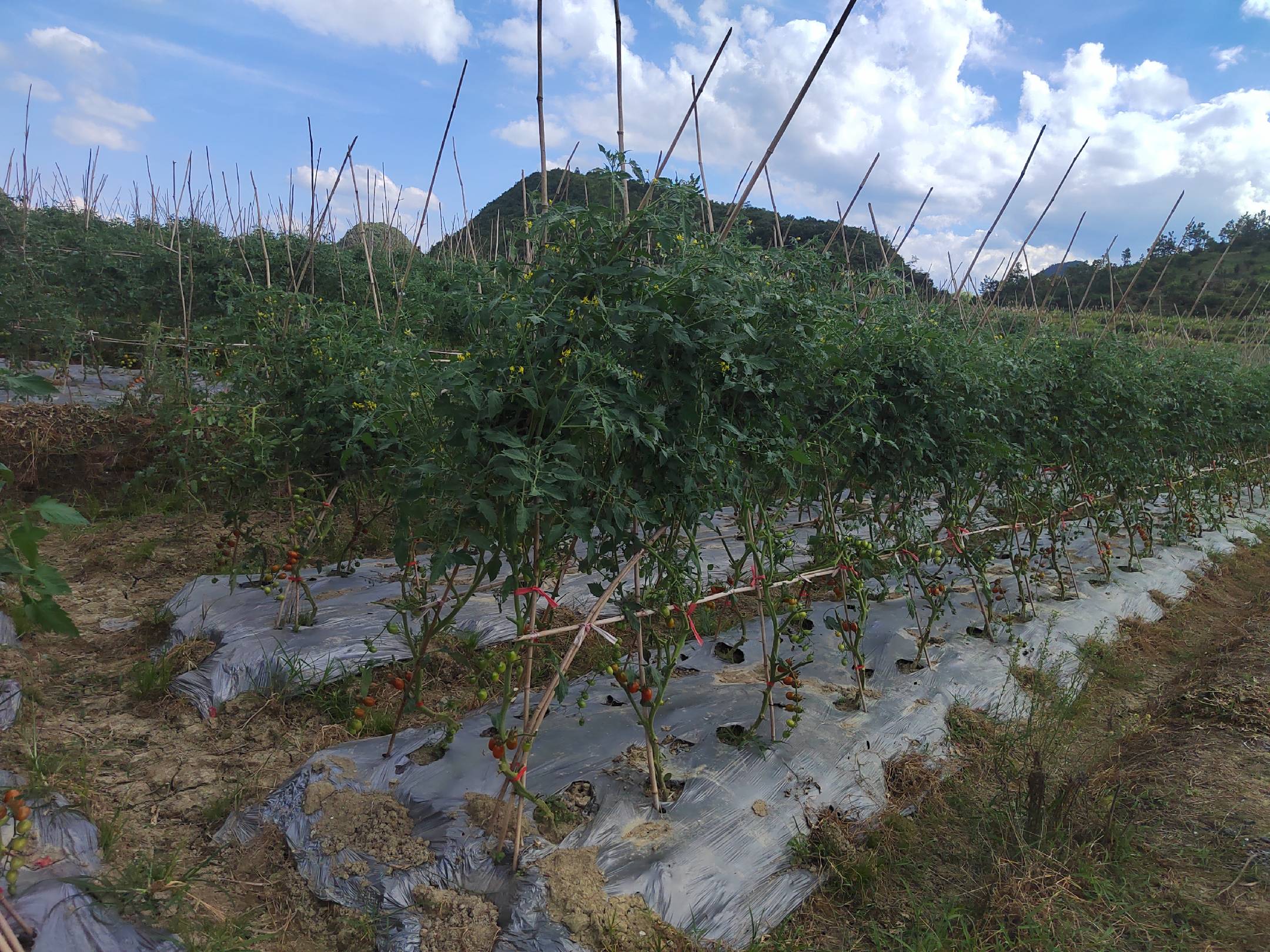 多个塑料花盆排列在阳光充足的阳台上,每个盆中种植一株圣女果幼苗,幼苗高度约12厘米,配有简易竹竿支架,叶片翠绿,土壤表面覆盖黑色园艺地膜以保墒抑草 阳台上的圣女果幼苗盆栽组合,配有竹架支撑