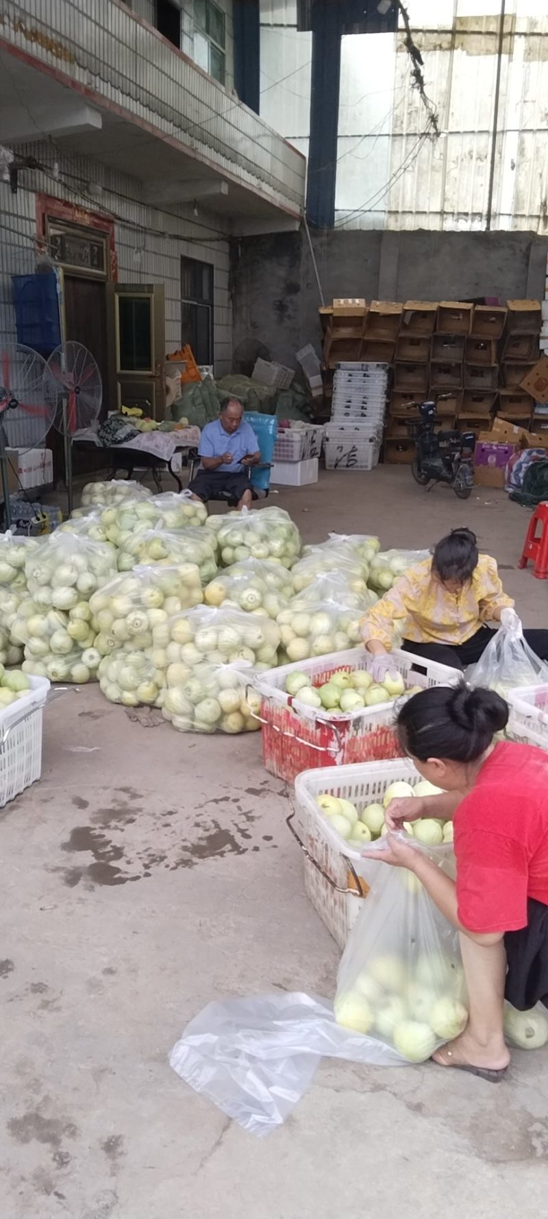 湖北江夏甜瓜基地，欢迎全国客商订购口感香甜量大优惠