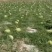 西瓜,宁夏石头瓜万亩西瓜种植基地现摘现发基地直供