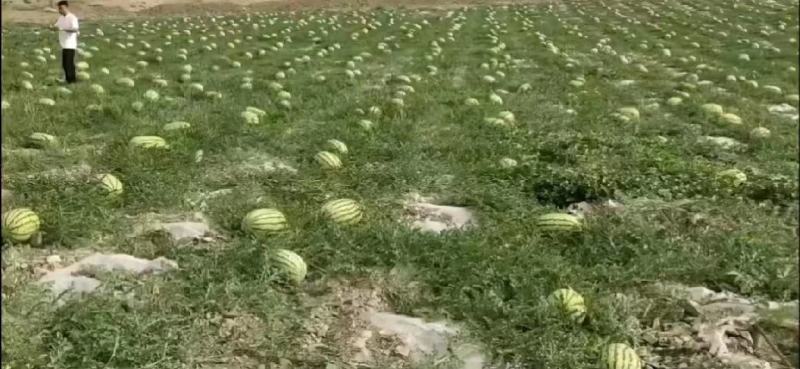 西瓜，宁夏石头瓜万亩西瓜种植基地现摘现发基地直供