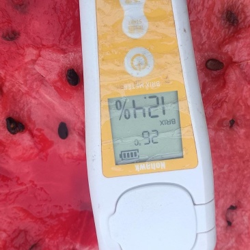 甜王一号，庆红999
