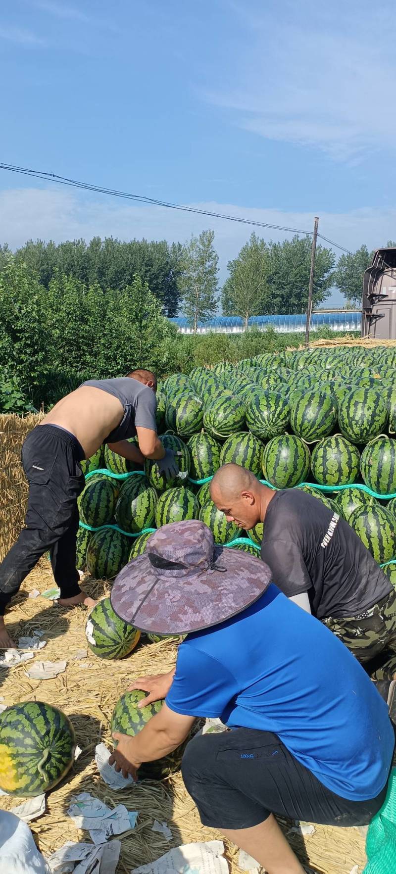 甜王一号，庆红999