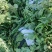 甜王一号，庆红999