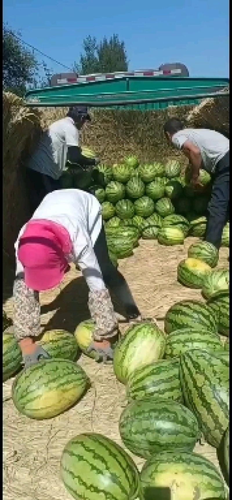 内蒙通辽双红金城五瓜形好甜度高成熟度好耐运输瓜形漂亮全国接单
