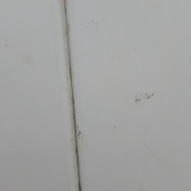 大豆