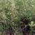 陕西刺槐刺槐苗紫穗槐沙棘沙棘树苗各种规格