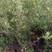 陕西刺槐刺槐苗紫穗槐沙棘沙棘树苗各种规格