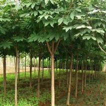 七叶树陕西七叶树产地直销各种规格直径2-20厘米