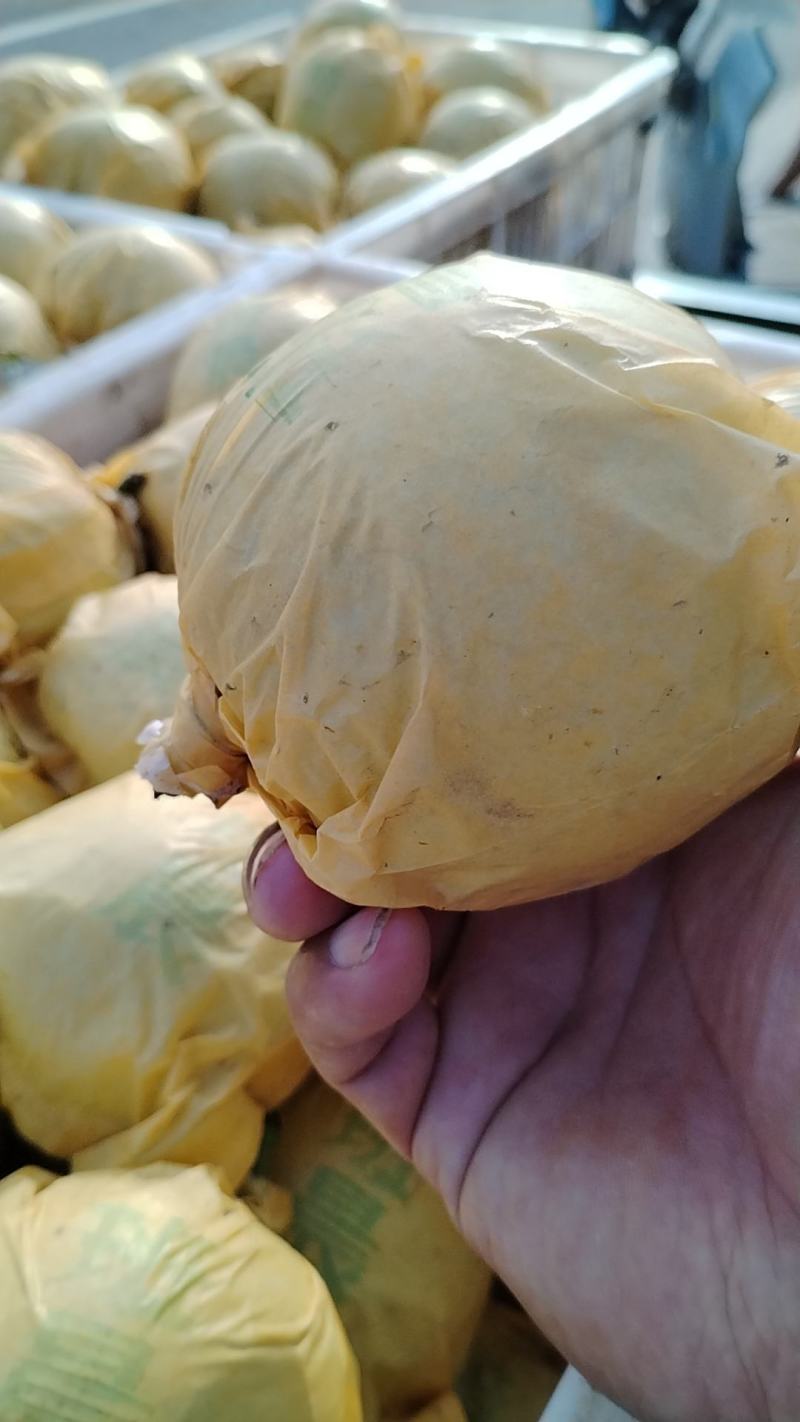 精品翠玉梨，六两起步，糖度十三以上，果型好，果面干净