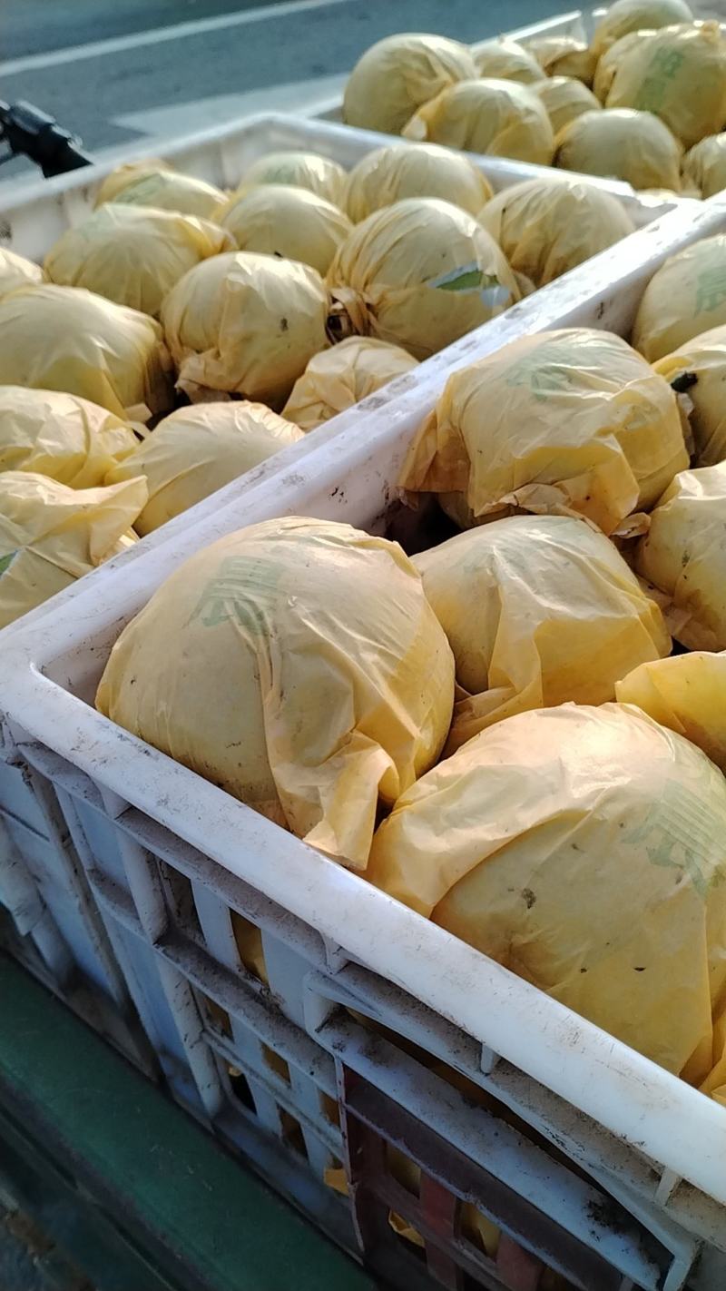 精品翠玉梨，六两起步，糖度十三以上，果型好，果面干净