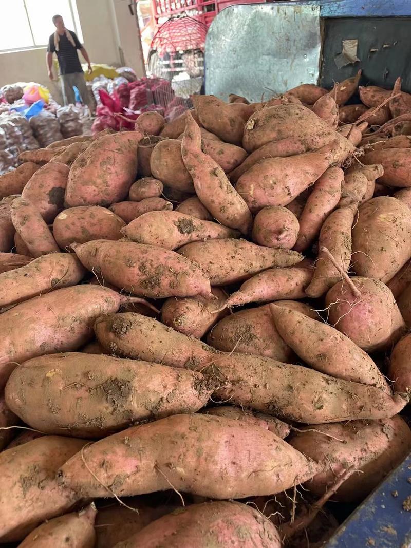 湖北宜城红薯，大量上市，量大从优，欢迎咨询