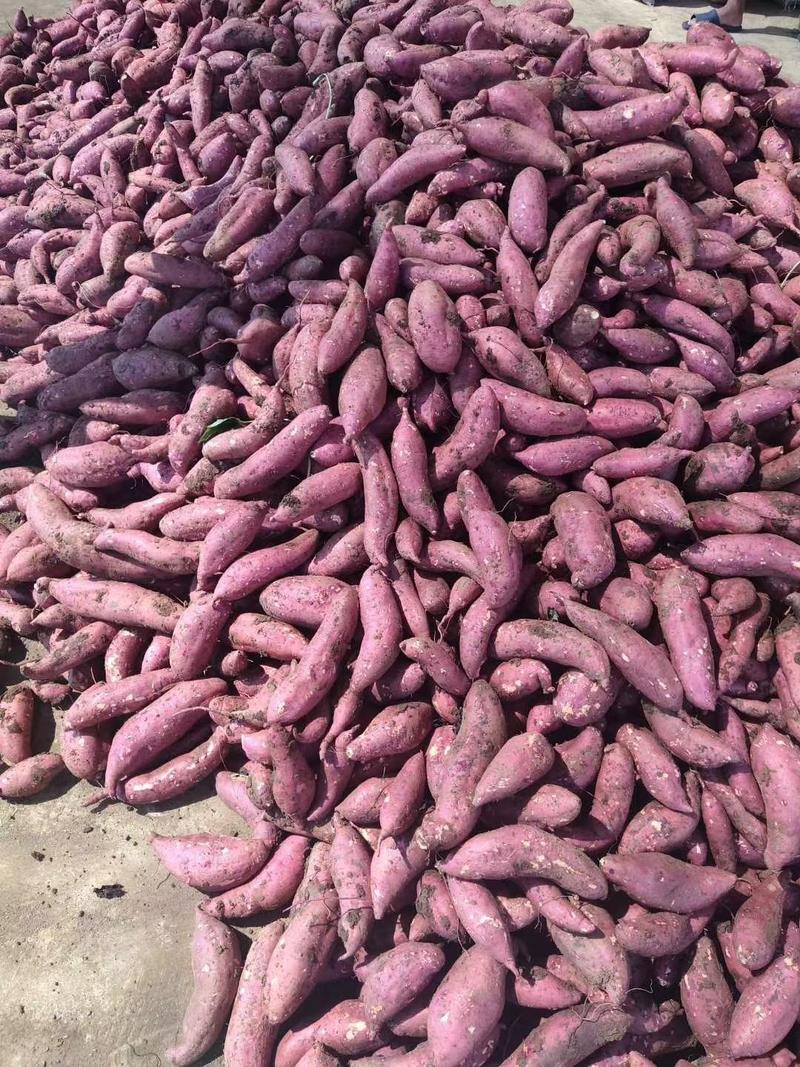 湖北宜城红薯，大量上市，量大从优，欢迎咨询