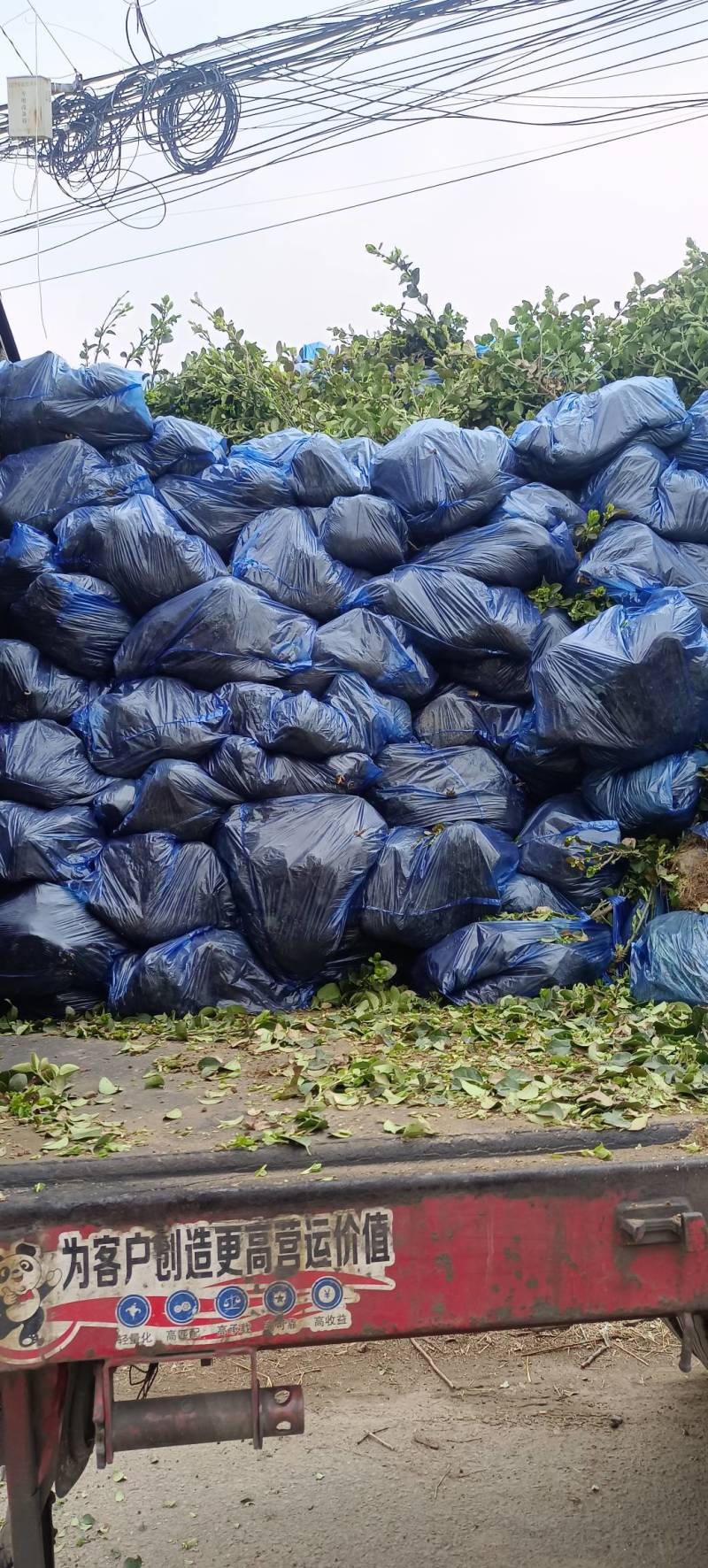 卫矛卫矛苗卫矛高杆卫矛球基地直供营养钵杯苗