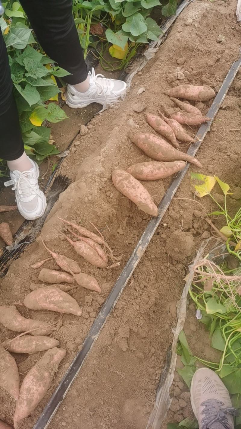 山东红薯德州龙薯九红薯货源充足代发全国市场欢迎来电咨询