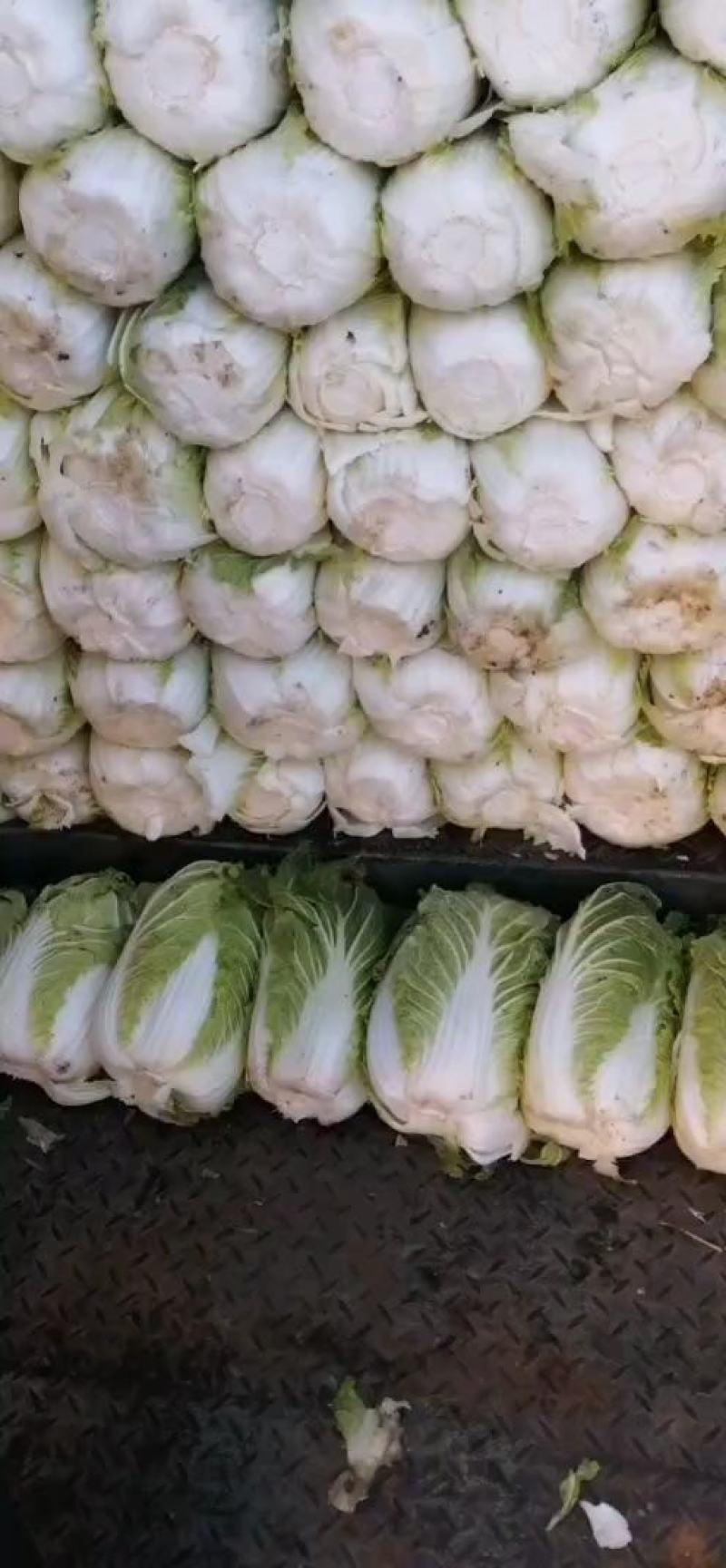 产地直供精品黄心菜可以视频看货质量好价格可谈欢迎采购