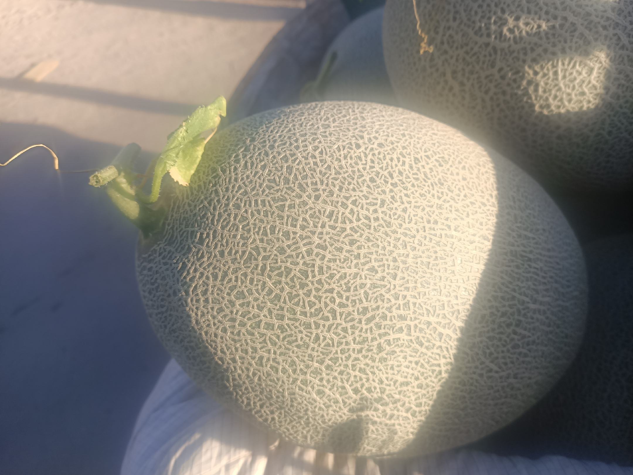 超市货架上的哈密瓜产品陈列