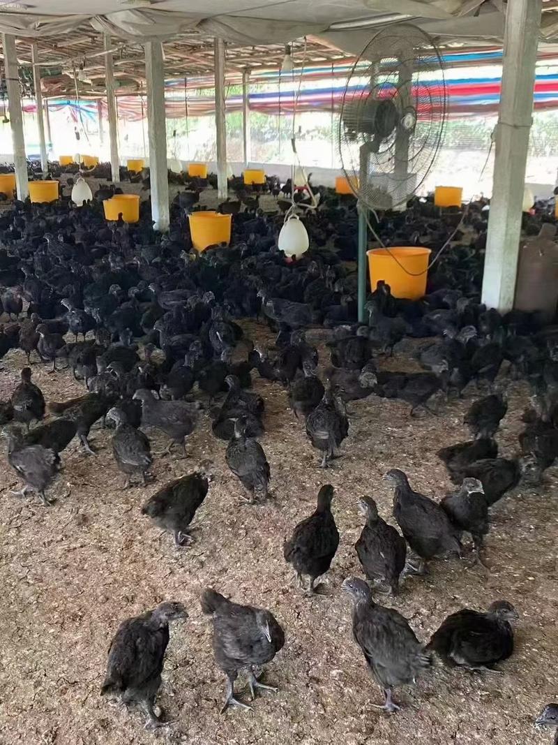 5黑鸡，全部母，平均1.5斤，11.5块一个