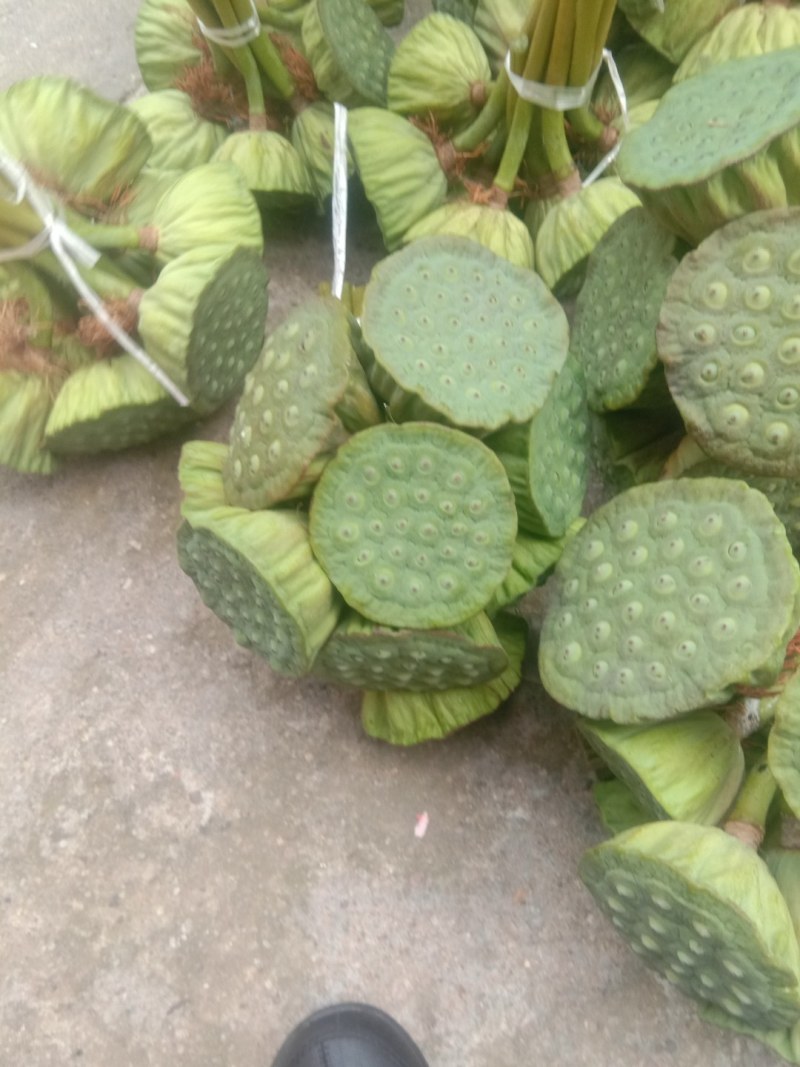 自家种植洪泽湖无污染莲蓬上市了。