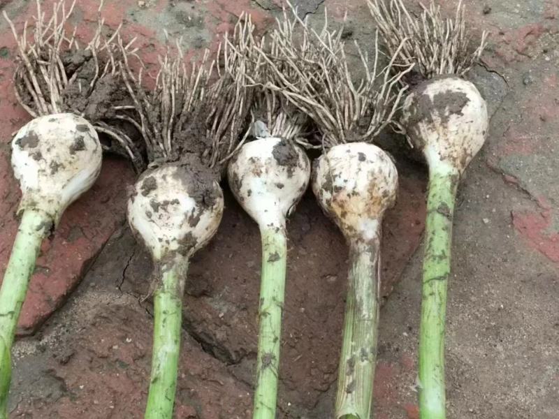 青蒜头大量上市产地直发欢迎采购价格美丽