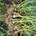 青蒜头大量上市产地直发欢迎采购价格美丽